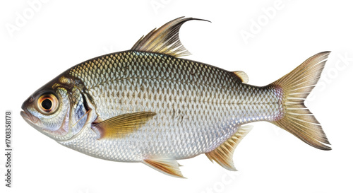 Photography Isolated Fish