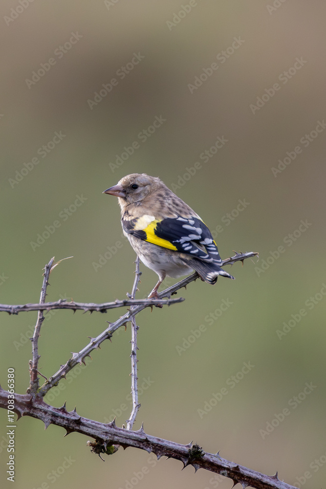 Obraz premium Juvenile European Goldfinch (Carduelis carduelis) common across Europe - Bull Island, Dublin