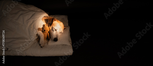 Adorable sleeping old dog face closed eyes in bed covered under blanket. dark night room cozy calm atmosphere. black background warm light. pet hugging bear toy. sweet dreams. long horizontal banner