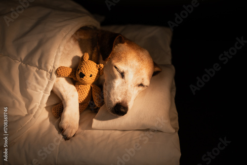 Adorable sleeping old dog face closed eyes in bed covered under blanket. dark night room cozy calm atmosphere. black background warm light. pet hugging bear toy. sweet dreams. long horizontal banner