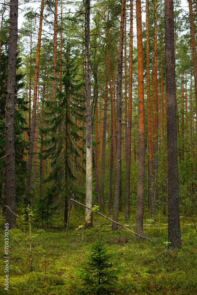 Obraz premium Forest Canopy: Sunlight and Greenery