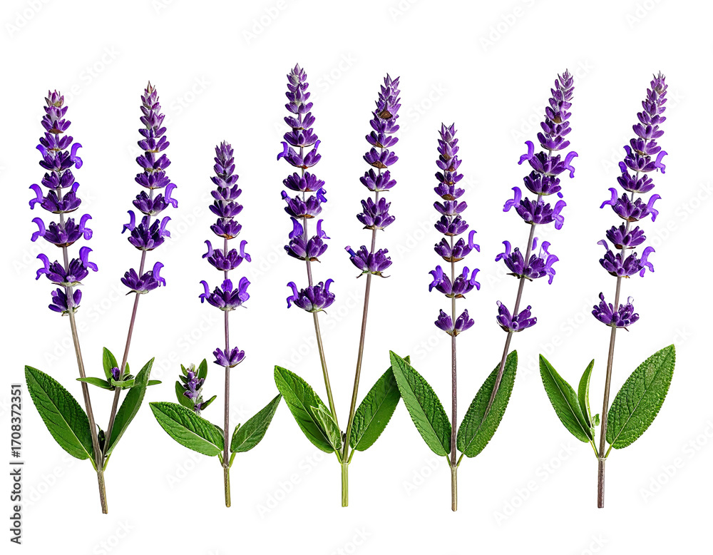 Naklejka premium Close-up of vibrant purple sage flowers