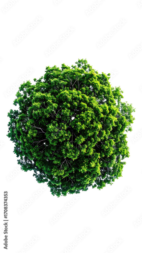 Obraz premium A vibrant green sphere of foliage
