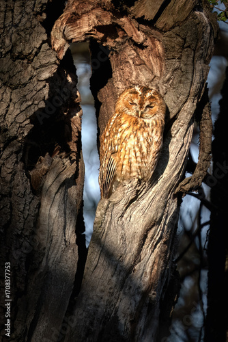 Ein Waldkauz(Strix aluco) in einer Baumhöhle, der in den letzten warmen Sonnenstrahlen sich ausruht.