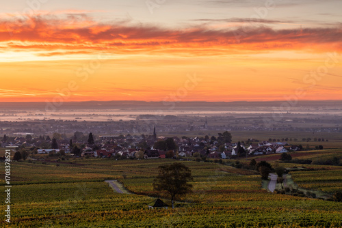 Herbstliche Weinberge in Rhodt unter Rietburg, Pfalz, Rheinland-Pfalz, Deutschland / Blick von der Villa Ludwigshöhe