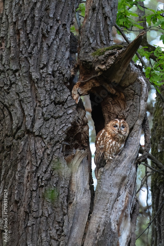 Ein Waldkauz, ein nachtaktiver Jäger in einer Baumhöhle