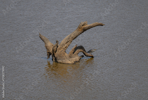 Zwergreiher - Green-backed Heron im Busch vom Krüger National Park Südafrika