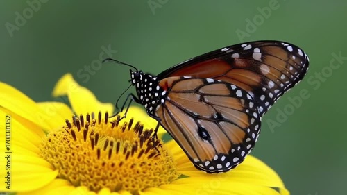 A Summer's Delicate Dance