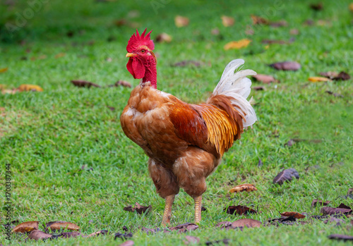 A naked neck rooster with a bright red comb and wattles stands proudly on green grass.