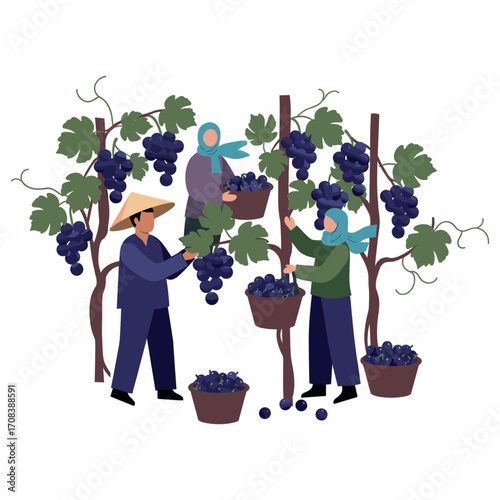Grape harvesting action in vineyard farm illustration rural environment perspective agriculture concept. Vector illustration