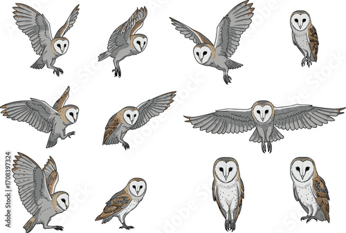 PrintBarn owl illustrations, flying owl poses, bird anatomy, wildlife vector, nocturnal animal, educational clipart, nature drawing, owl movement study