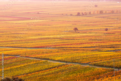 Herbstliche Weinberge in Rhodt unter Rietburg, Pfalz, Rheinland-Pfalz, Deutschland / Blick von der Villa Ludwigshöhe