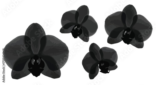 Four elegant black orchid flowers isolated for stunning floral arrangements and designs vector