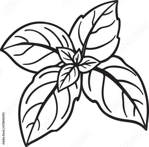 mint leaves line art, coloring book page line art drawing, vector and illustration
