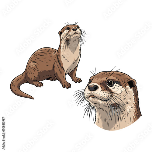 Otter Fullbody and Close-Up Illustration for Cute Branding