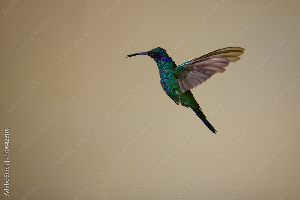 Fototapeta premium Purple-throated Sunangel at Huembo Reserve, Amazonas — a jewel of the Andean cloud forest captured in a moment of stillness- hummingbird