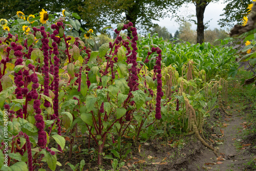 Exotic plants in the garden, summer, autumn.