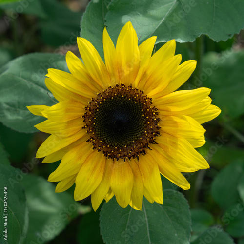 Sunflowers in the garden in summer.