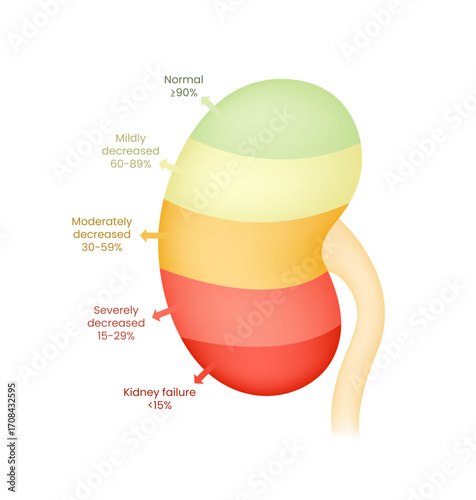 Kidney Function Stages Visual Guide