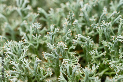 Photos Close-up of Cladonia rangiferina reindeer lichen macro texture, green forest flo