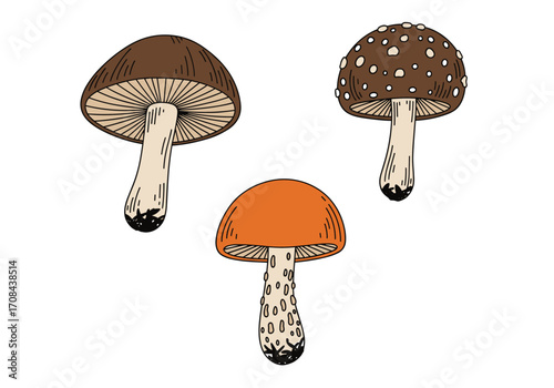 An assortment of edible and inedible wild mushrooms for foraging.