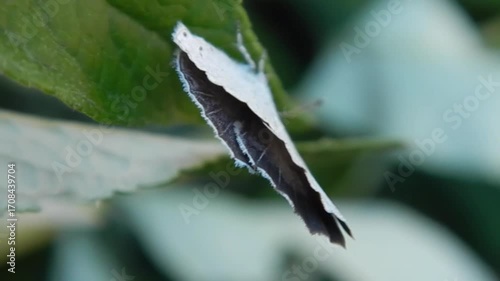 Shot of butterfly wings of Holly Blue, Celastrina argiolus from back on green leaf of Clematis bush moved by wind on windy weather - slow motion, close-up. Topics: beauty of nature, macro, plant