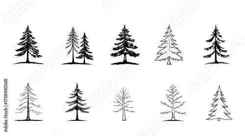 A collection of hand-drawn illustrations of various evergreen trees, presented on a white background.