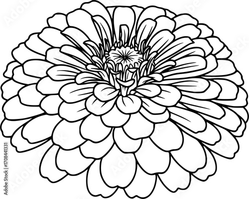 zinnia silhouette line art vector illustration
