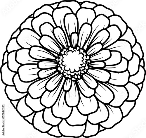 zinnia silhouette line art vector illustration