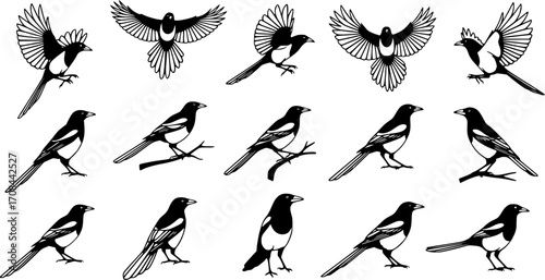 magpie silhouette line art vector