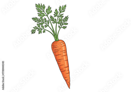 An illustration of a fresh orange carrot with green leafy tops.