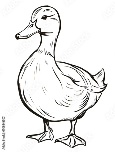 Simple Duck Line Art Drawing