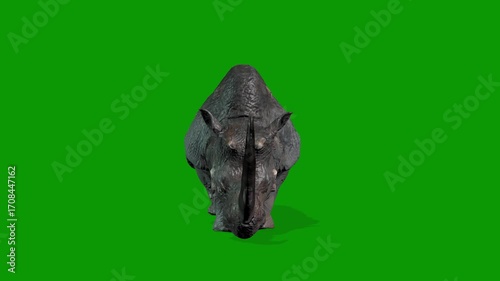 Realistic Rhino idle Scene Front Side 3D Rendering Animation on Green Screen