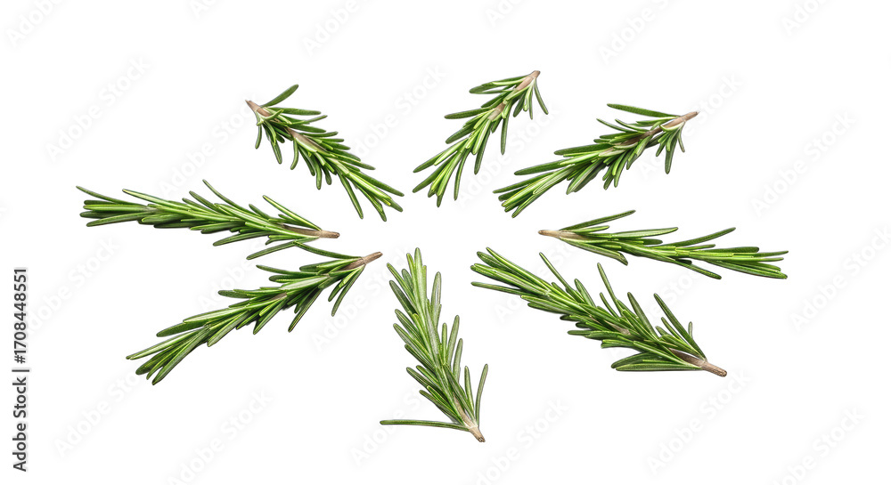 Fototapeta premium Rosemary Sprigs Arranged in a Starburst Pattern herb isolated on a transparent background