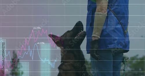 Obraz Training German Shepherd sitting in grassy field with trainer wearing bite sleeve, with line graph