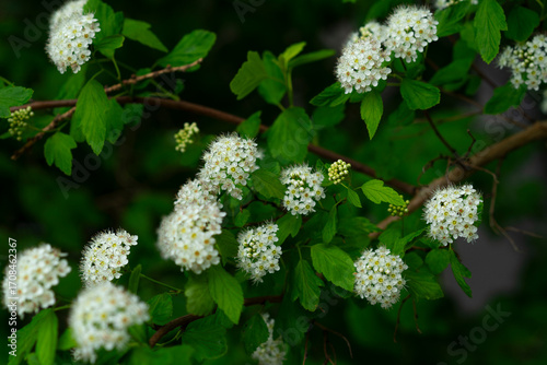 Branch of a shrub with clusters of small white blossoms in spring, detailed close-up.