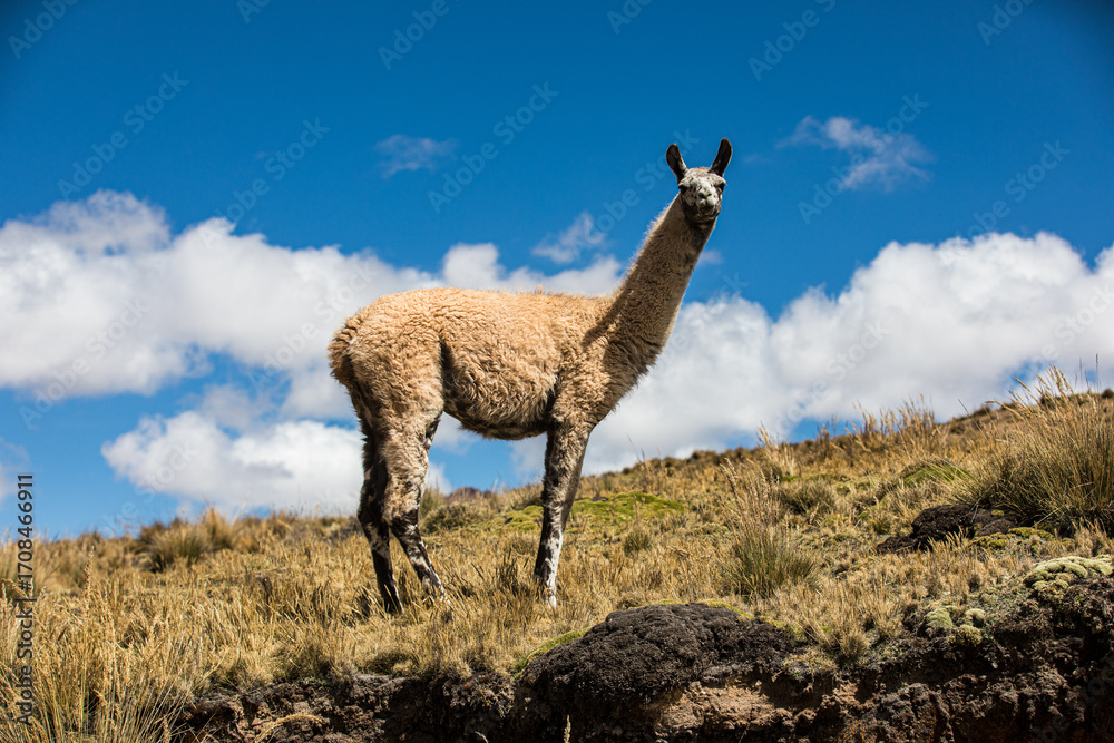 Fototapeta premium Guanaco