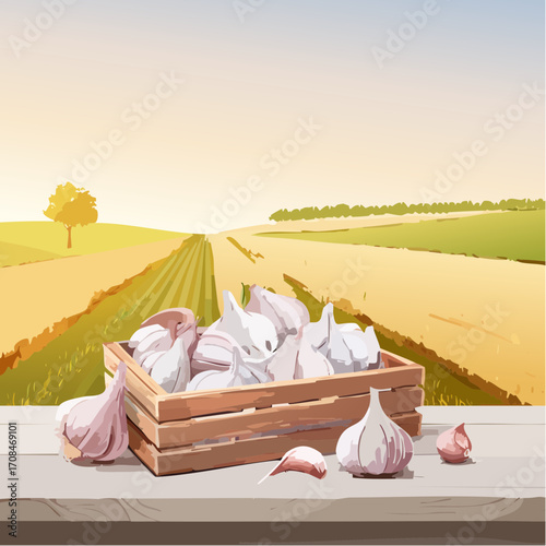 Knoblauchernte