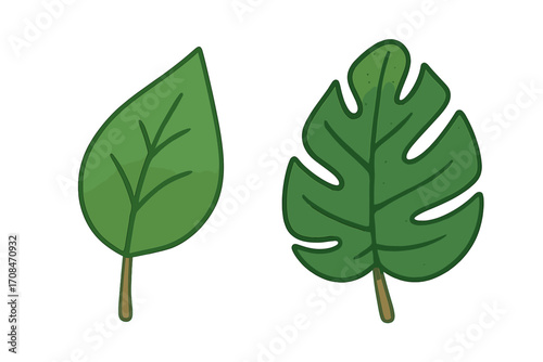Set of two green leaf icons. Monstera deliciosa and simple leaf vector illustration. Tropical plant foliage. Botanical flat cartoon design element. Nature, eco, organic symbol.