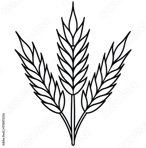 Wheat ears vector illustration isolated on white background