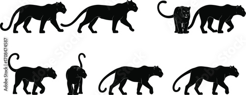 Silhouettes of black panthers walking various poses big cats wildlife jungle predator stealthy feline animal vector illustration