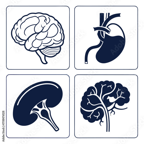 Human organs infographic brain heart kidneys and spleen icons
