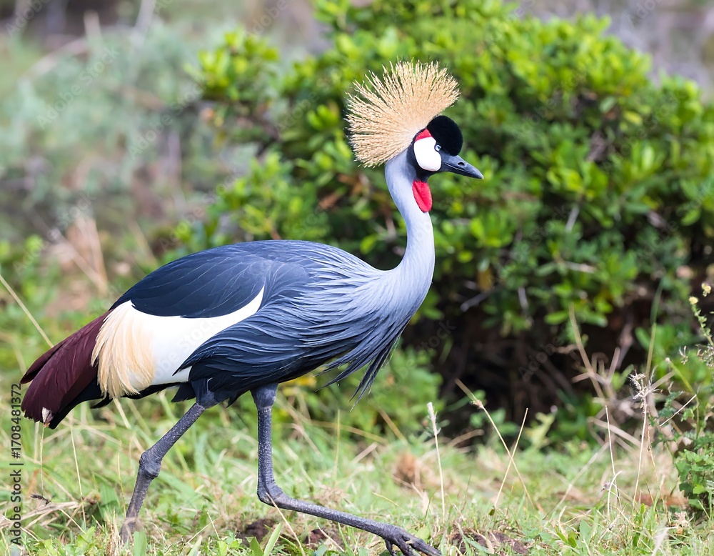Fototapeta premium Grey crowned crane in profile, walking