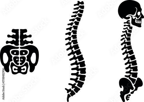 Human pelvis vertebral column and skull anatomy diagrams medical representation black silhouette vector