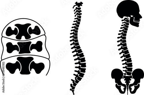 Anatomical views of human spine and lumbar vertebrae detailed medical art vector