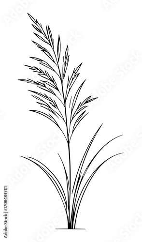 Szkic trawy - rysunek rośliny