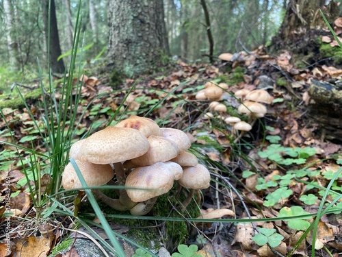 mushroom in the forest. Honey mushrooms grow on a fallen tree