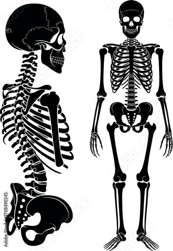 Human skeleton anatomy side and front views black and white medical representation vector