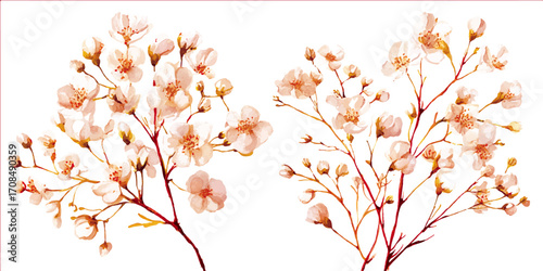Background with tiny white flowers (gypsophila paniculata), blurred. Flower transparent background	
