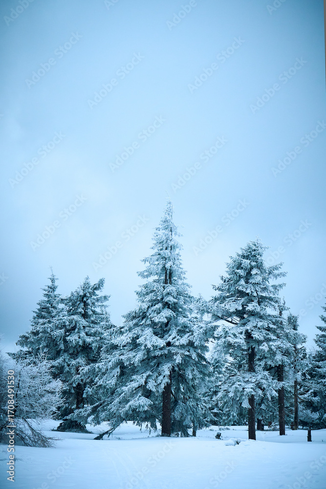 Obraz premium snow covered trees